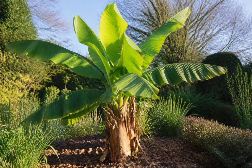 découvrez comment cultiver et entretenir le bananier musa basjoo en extérieur pour profiter d'un arbre exotique robuste et décoratif dans votre jardin.